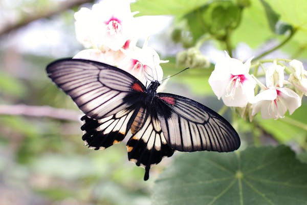 Image of a butterfly