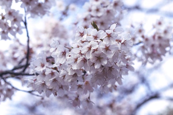 Delicate cherry blossoms in full spring bloom
