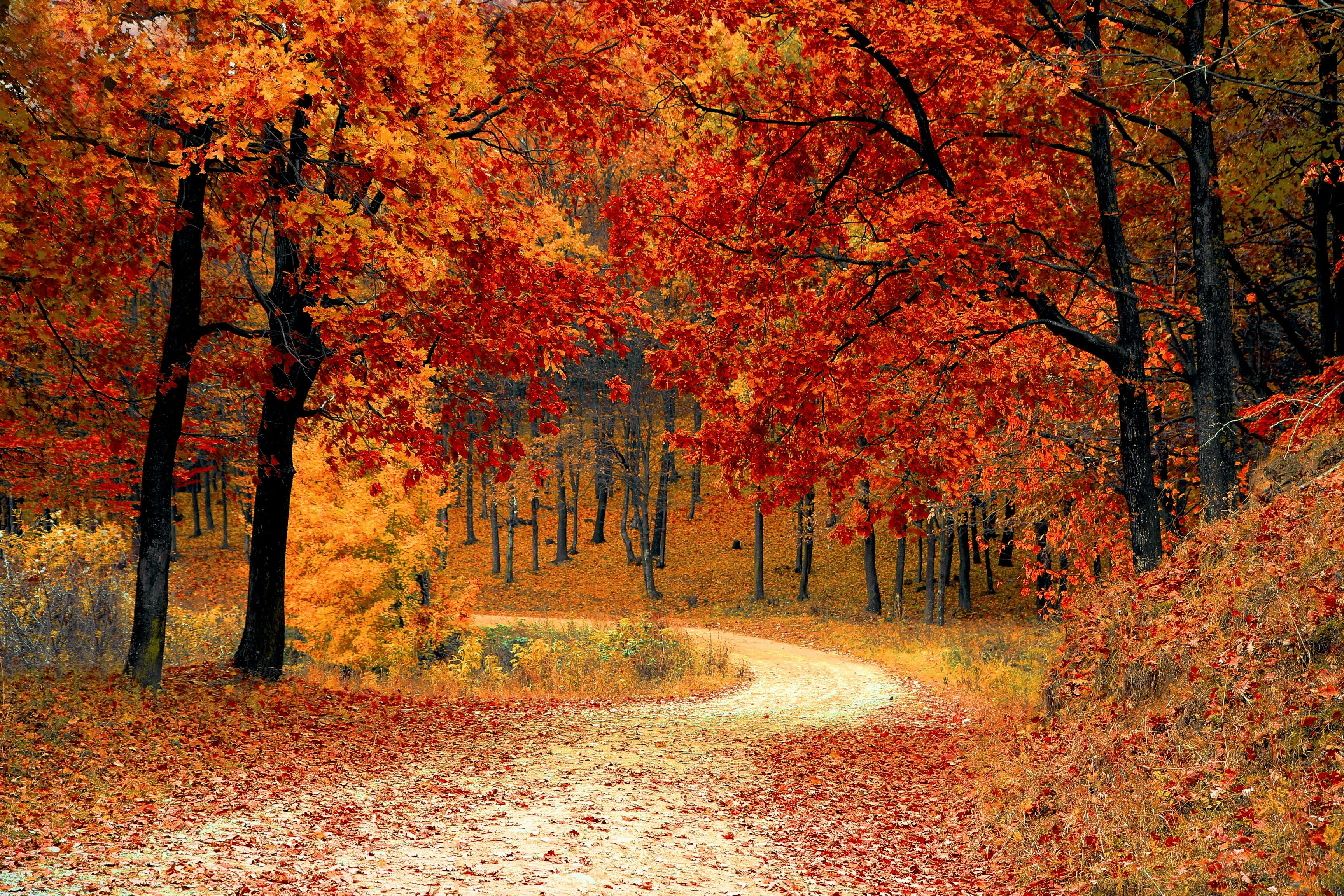 Image of fall trees