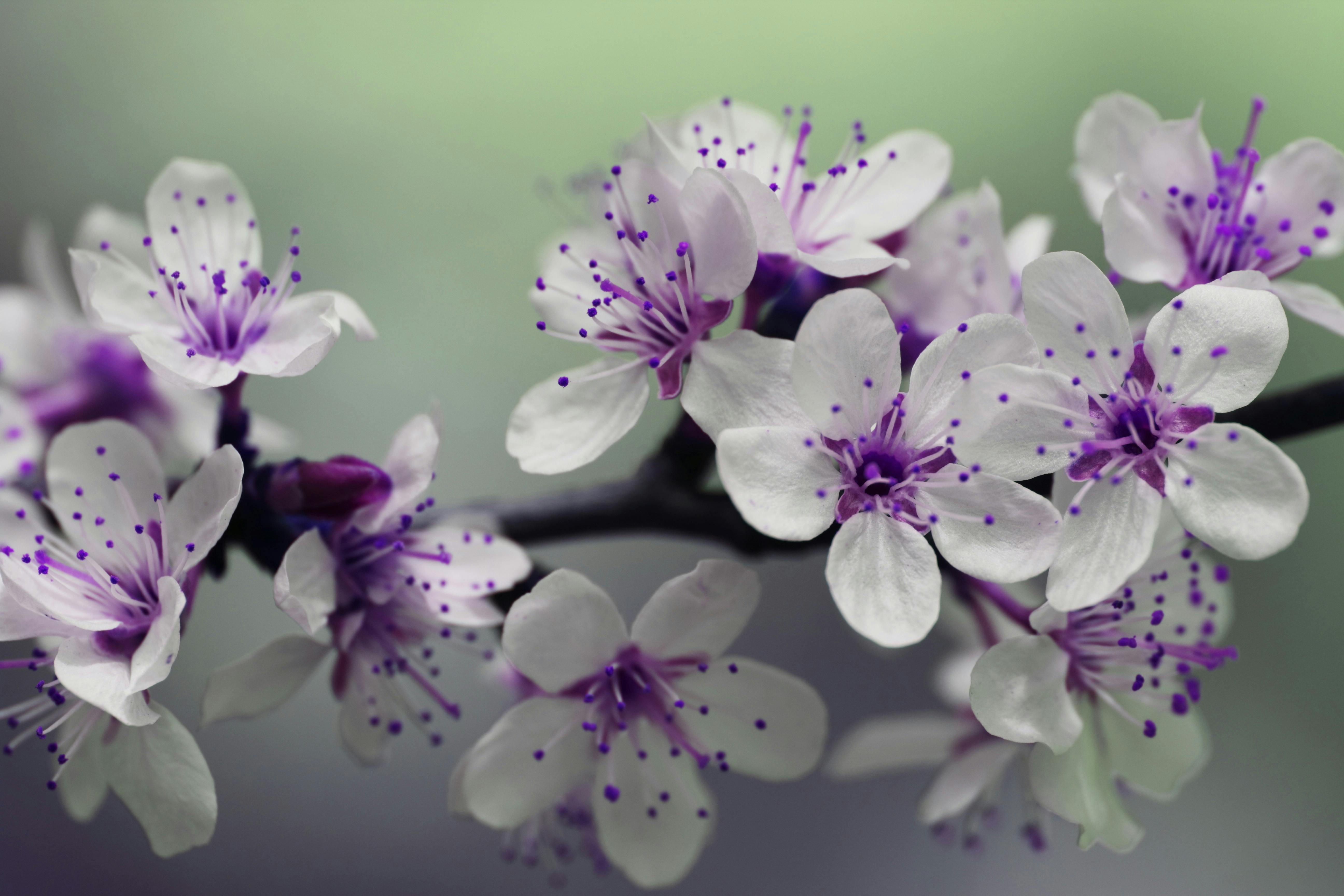 Purple flower