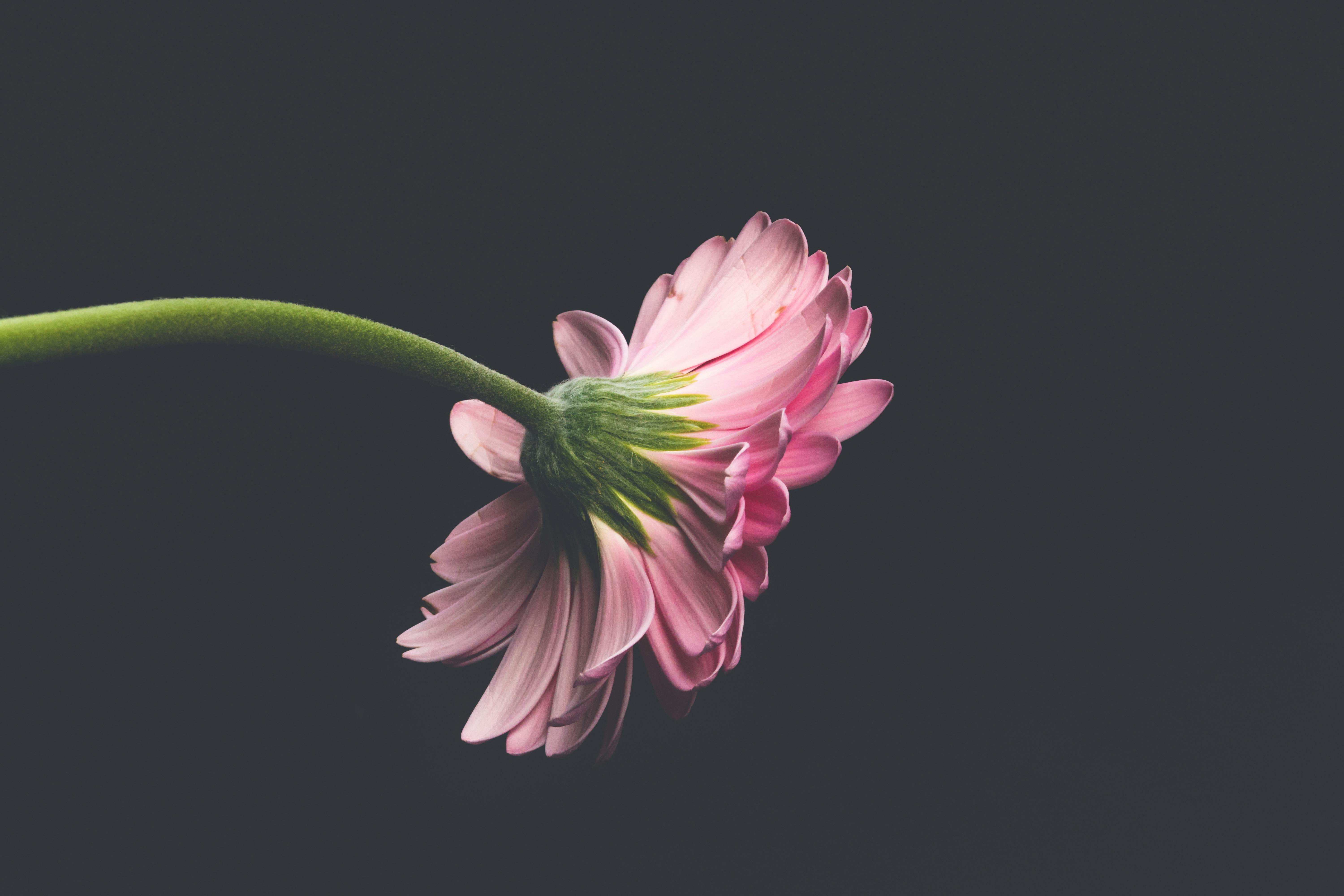 Pink flower
