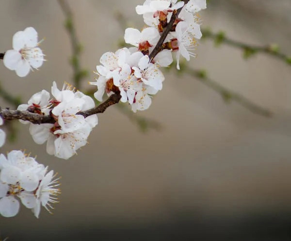 Image of flowers on a vine
