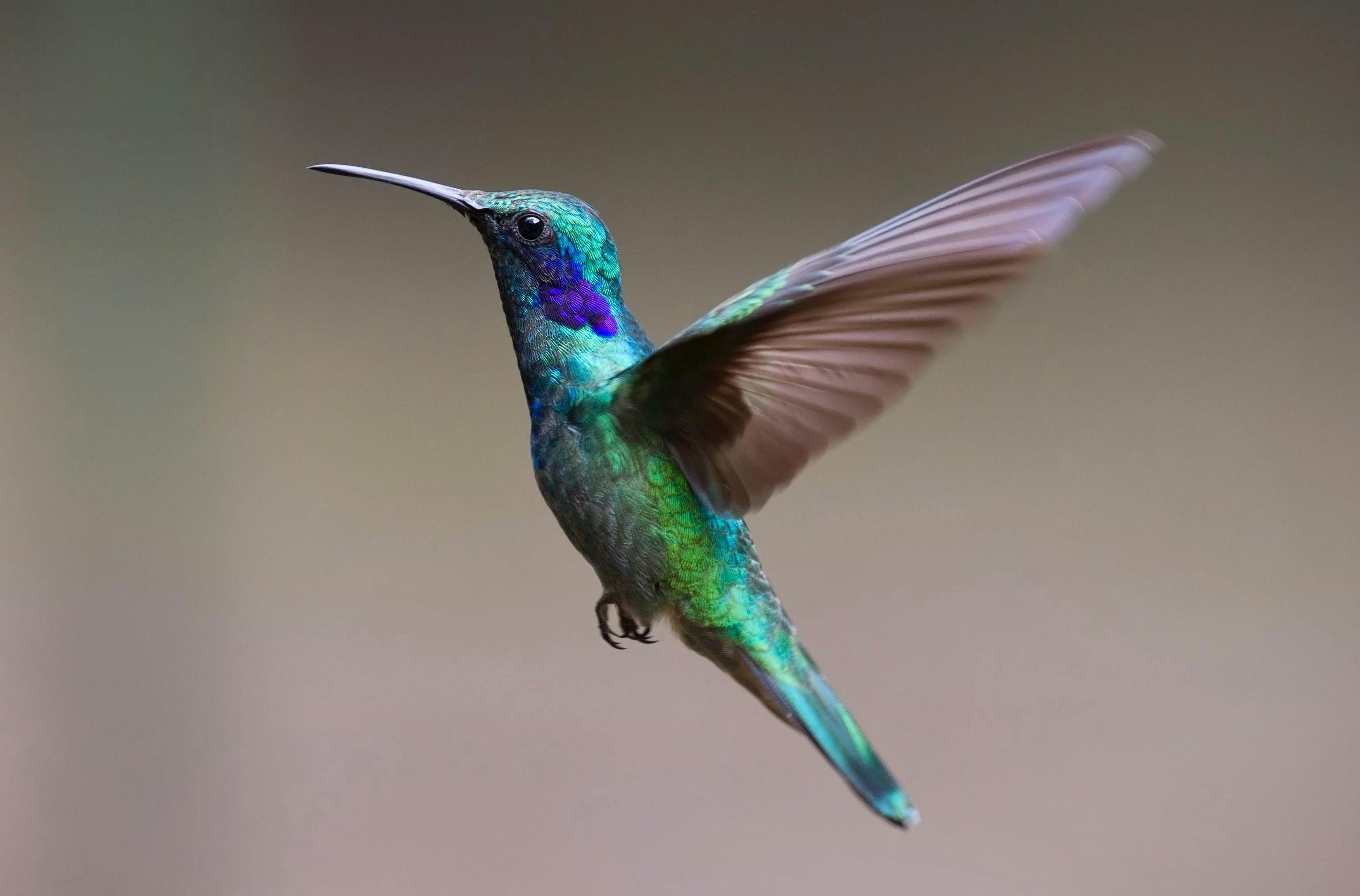 A humming bird