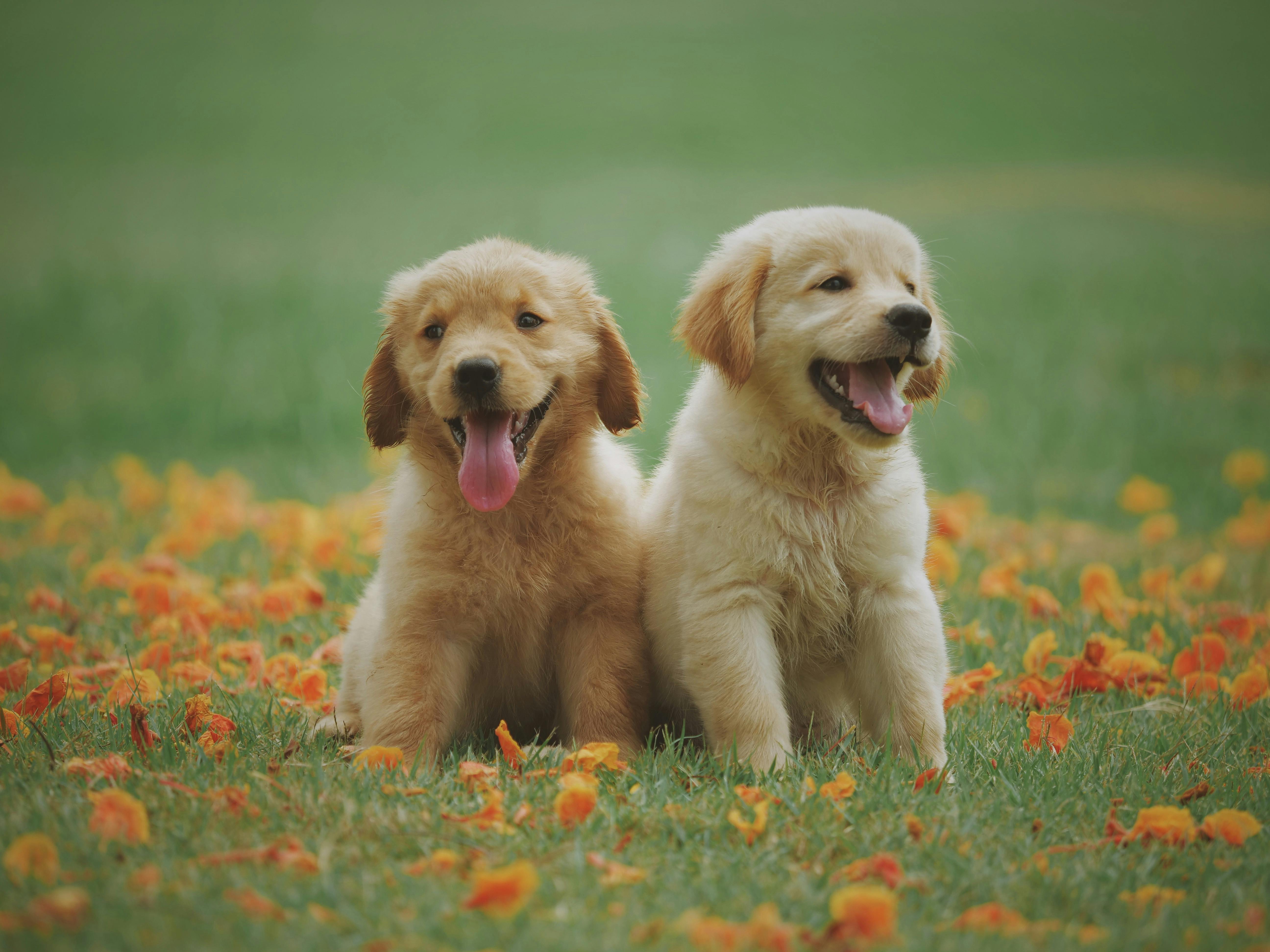 Image of a puppies