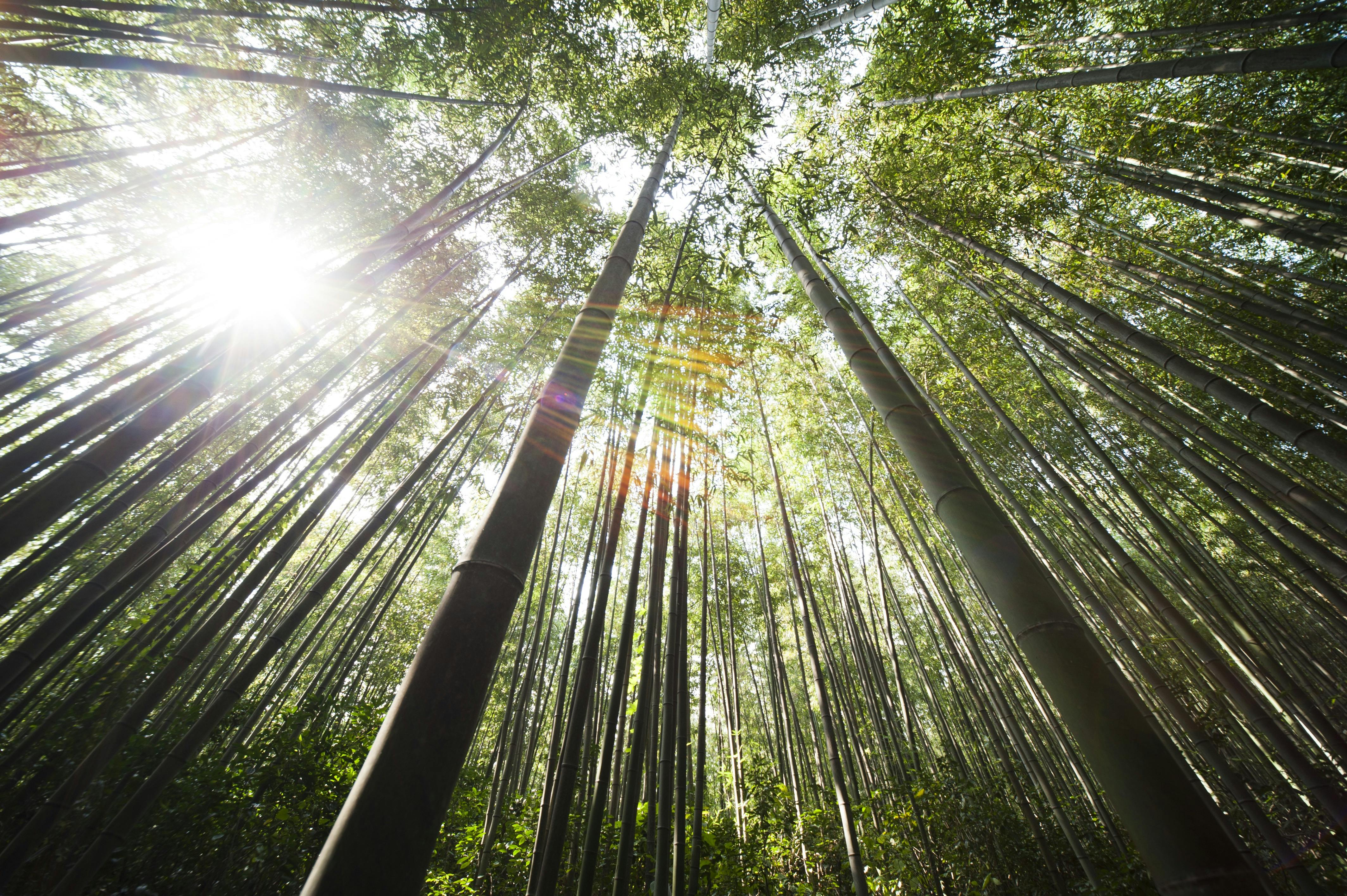 image of a tree-skyline